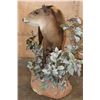 Image 5 : Life-sized YELLOW-BACKED DUIKER on a Decorative Base