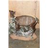 Image 6 : Life-sized YELLOW-BACKED DUIKER on a Decorative Base