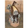 Image 8 : Life-sized YELLOW-BACKED DUIKER on a Decorative Base