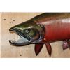 Image 3 : XL Reproduction Spawning Phase SALMON from the Sam Snead Collection