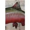Image 4 : XL Reproduction Spawning Phase SALMON from the Sam Snead Collection