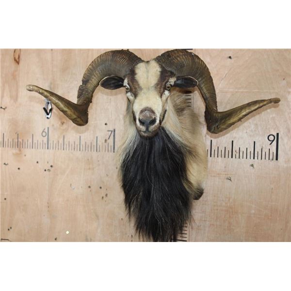 XL CORSICAN SHEEP Ram Shoulder Mount