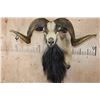 Image 1 : XL CORSICAN SHEEP Ram Shoulder Mount