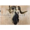 Image 2 : XL CORSICAN SHEEP Ram Shoulder Mount