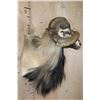 Image 3 : XL CORSICAN SHEEP Ram Shoulder Mount