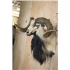 Image 4 : XL CORSICAN SHEEP Ram Shoulder Mount