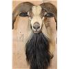 Image 5 : XL CORSICAN SHEEP Ram Shoulder Mount
