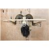 Image 6 : XL CORSICAN SHEEP Ram Shoulder Mount