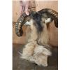 Image 7 : XL CORSICAN SHEEP Ram Shoulder Mount