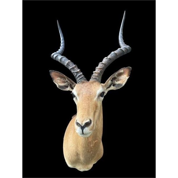 Big African IMPALA Shoulder Mount