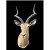 Image 1 : Big African IMPALA Shoulder Mount