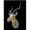 Image 2 : Big African IMPALA Shoulder Mount
