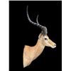 Image 3 : Big African IMPALA Shoulder Mount