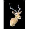 Image 4 : Big African IMPALA Shoulder Mount