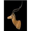 Image 5 : Big African IMPALA Shoulder Mount