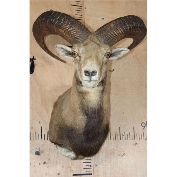 Big MOUFLON Sheep Shoulder Mount
