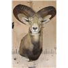 Image 1 : Big MOUFLON Sheep Shoulder Mount