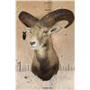 Image 2 : Big MOUFLON Sheep Shoulder Mount