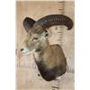 Image 3 : Big MOUFLON Sheep Shoulder Mount