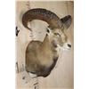 Image 4 : Big MOUFLON Sheep Shoulder Mount