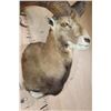 Image 5 : Big MOUFLON Sheep Shoulder Mount