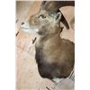 Image 6 : Big MOUFLON Sheep Shoulder Mount