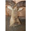 Image 7 : Big MOUFLON Sheep Shoulder Mount