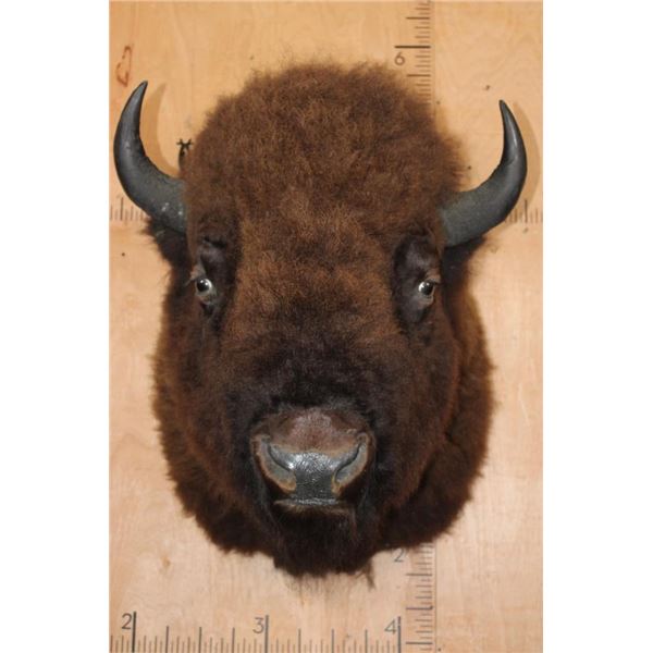 Huge BISON or BUFFALO Shoulder Mount