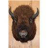 Image 1 : Huge BISON or BUFFALO Shoulder Mount