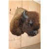 Image 2 : Huge BISON or BUFFALO Shoulder Mount