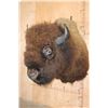 Image 3 : Huge BISON or BUFFALO Shoulder Mount