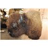 Image 4 : Huge BISON or BUFFALO Shoulder Mount