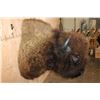 Image 5 : Huge BISON or BUFFALO Shoulder Mount