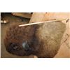 Image 6 : Huge BISON or BUFFALO Shoulder Mount