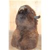Image 7 : Huge BISON or BUFFALO Shoulder Mount