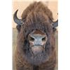 Image 8 : Huge BISON or BUFFALO Shoulder Mount
