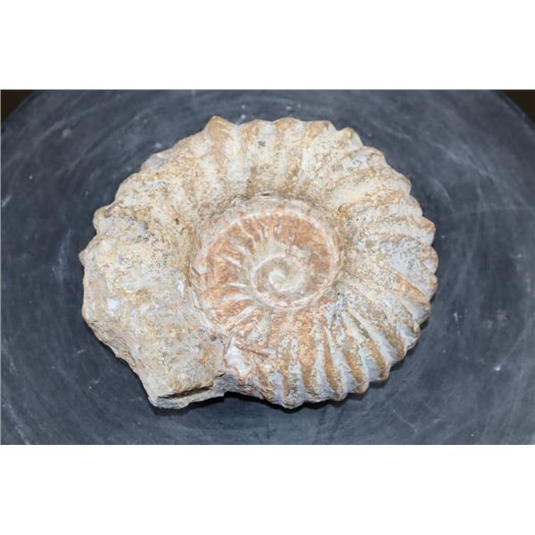 Raw AMMONITE Fossil Specimen