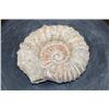 Image 1 : Raw AMMONITE Fossil Specimen