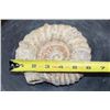 Image 2 : Raw AMMONITE Fossil Specimen