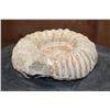 Image 3 : Raw AMMONITE Fossil Specimen