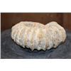 Image 4 : Raw AMMONITE Fossil Specimen