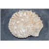 Image 5 : Raw AMMONITE Fossil Specimen