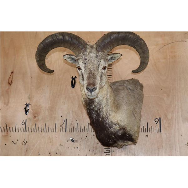 BLUE SHEEP Wall Pedestal Mount