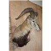 Image 3 : BLUE SHEEP Wall Pedestal Mount