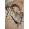 Image 4 : BLUE SHEEP Wall Pedestal Mount