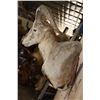 Image 5 : BLUE SHEEP Wall Pedestal Mount
