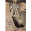 Image 6 : BLUE SHEEP Wall Pedestal Mount