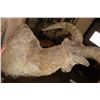 Image 7 : BLUE SHEEP Wall Pedestal Mount