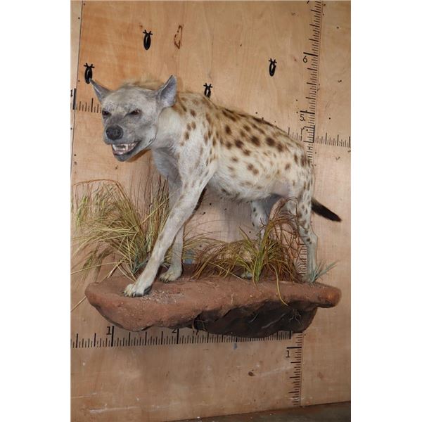 XL Life-sized HYENA on a Decorative Wall Base
