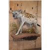 Image 1 : XL Life-sized HYENA on a Decorative Wall Base